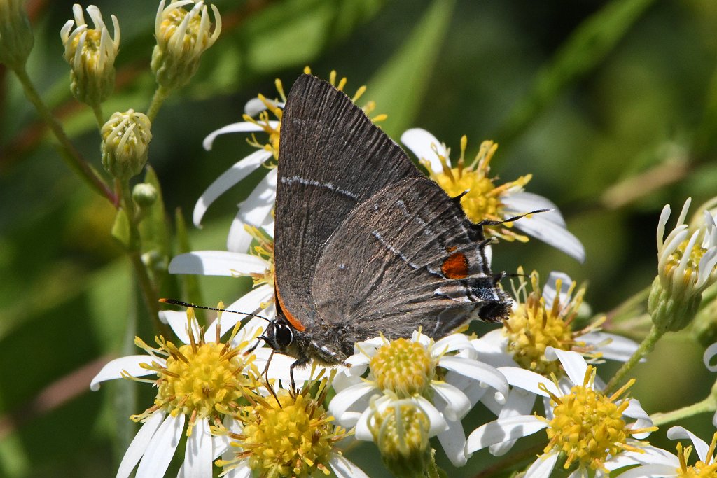 198 2017-08315834 Heifer Farm, Rutland, MA.JPG - White M Hairstreak (Parrhasius m-album) on Tall Flat-topped White Aster (Doellingeria umbellata). Heifer Farm, Rutland, MA, 8-31-2017